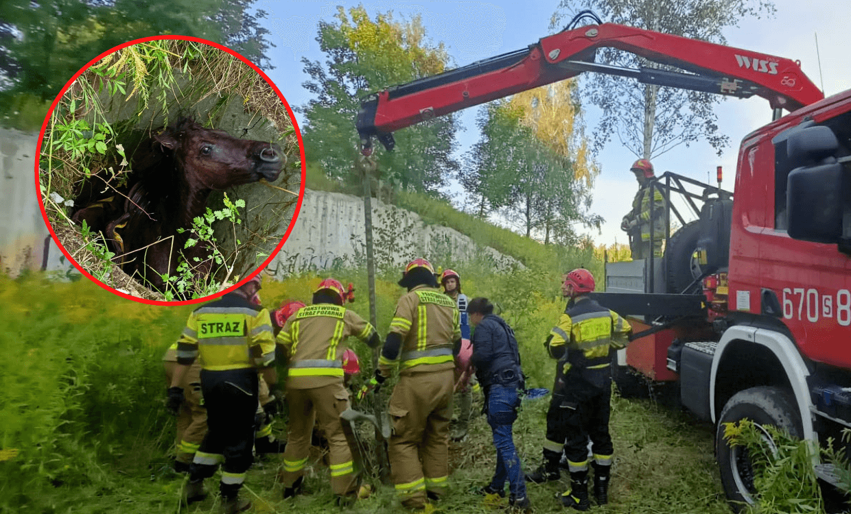 Koń wpadł do studzienki