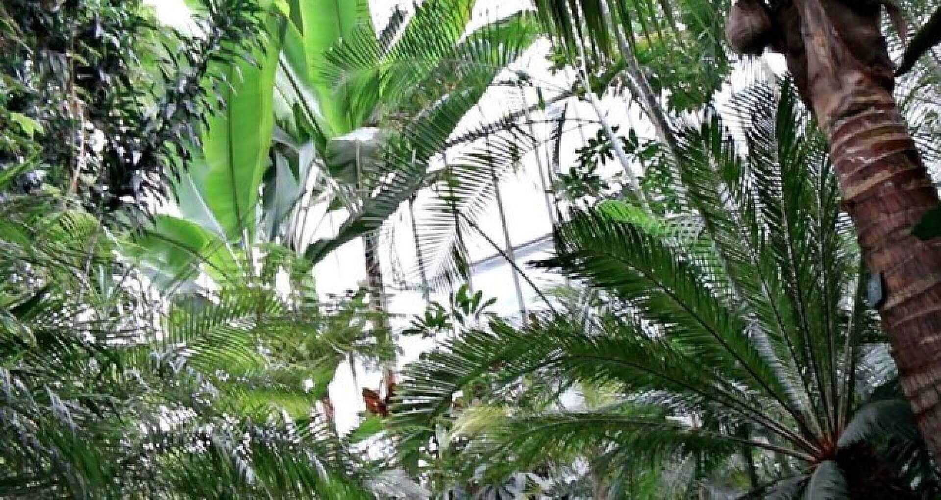Palmiarnia 658x350 Palmiarnia 658x350