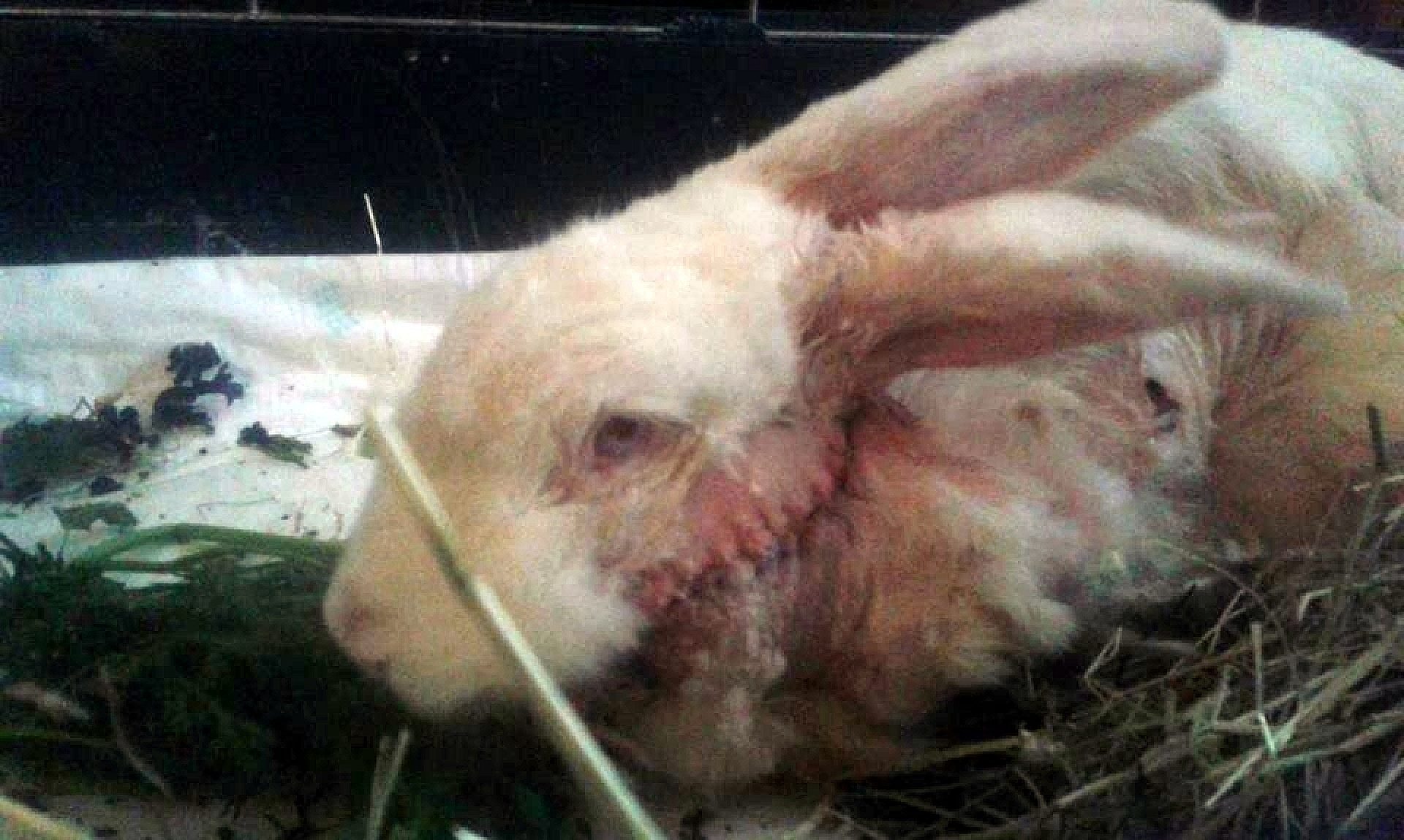 Animals gliwice Animals gliwice