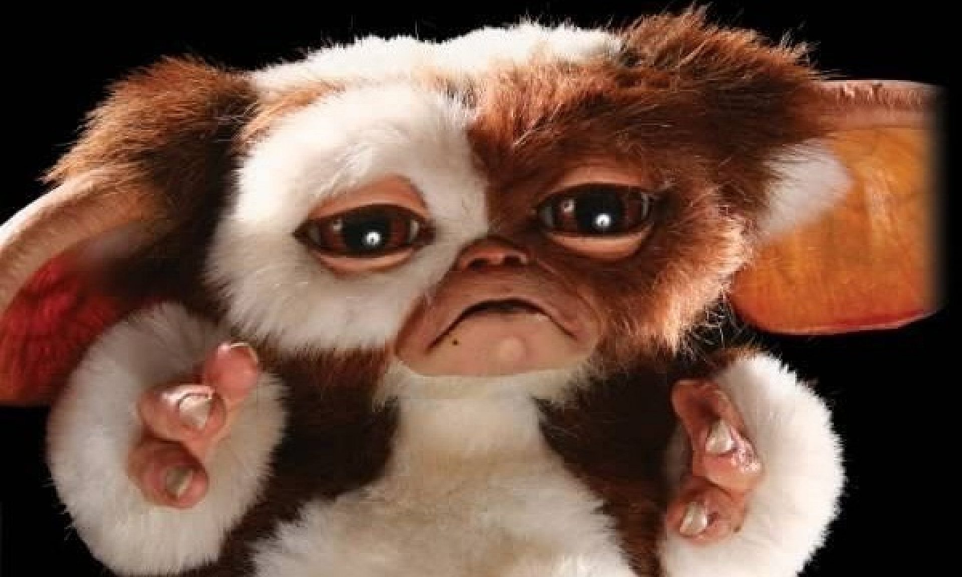 Gizmo gliwice Gizmo gliwice