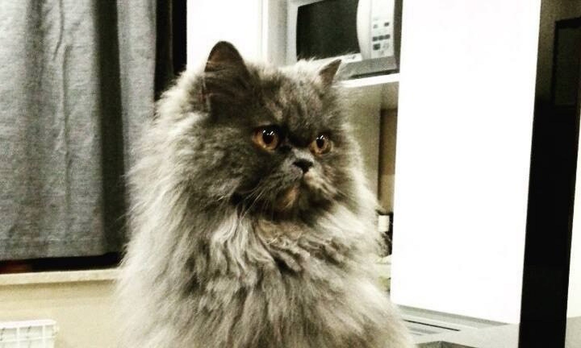 Kotka pers Kotka pers