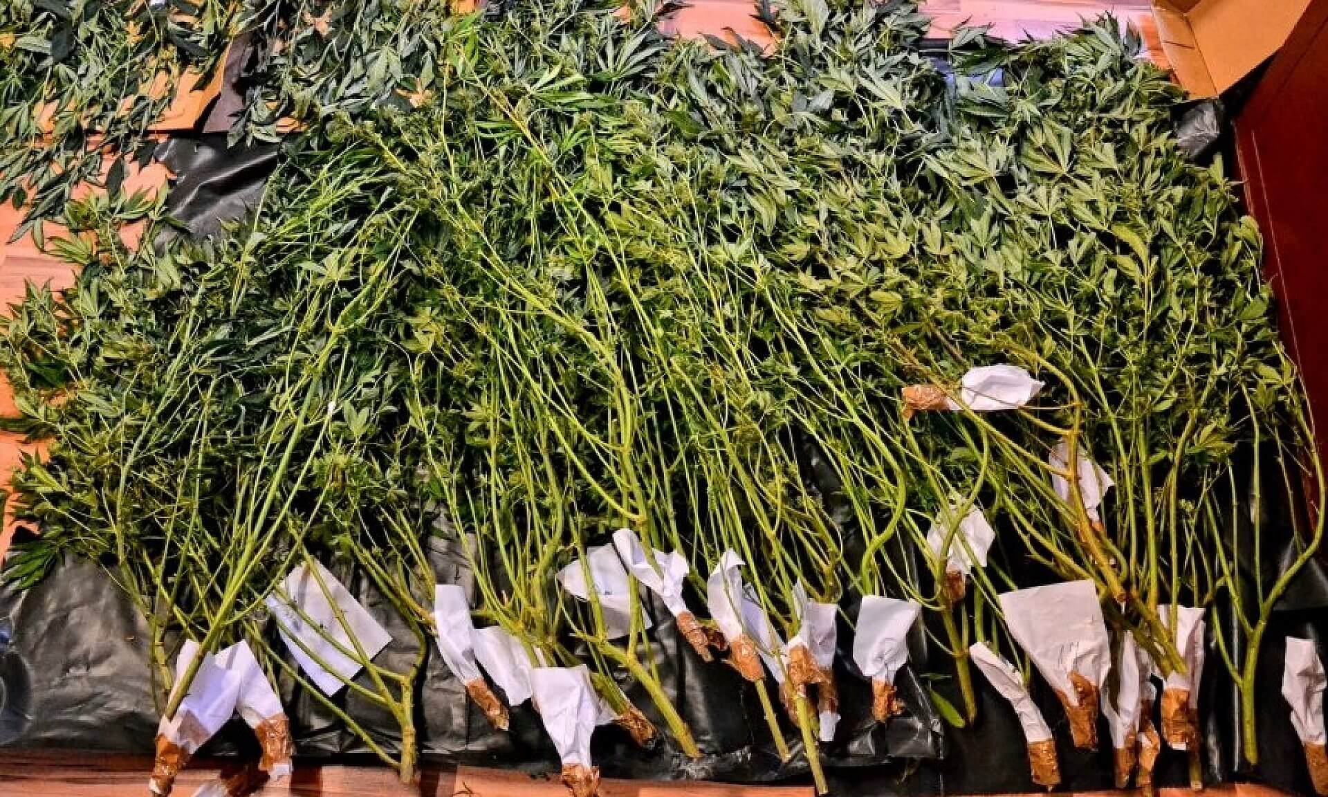 Marihuana gliwice Marihuana gliwice