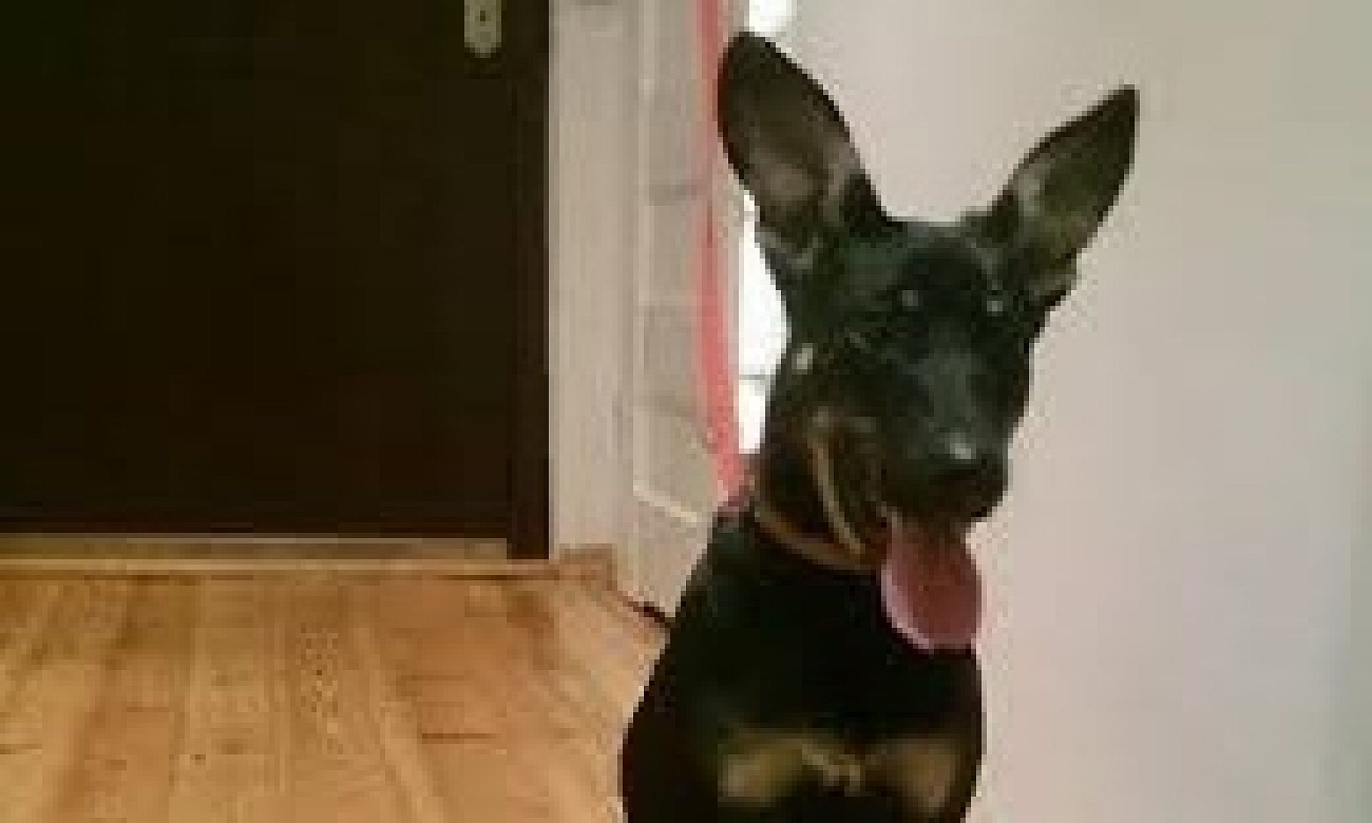 Piesek doberman Piesek doberman