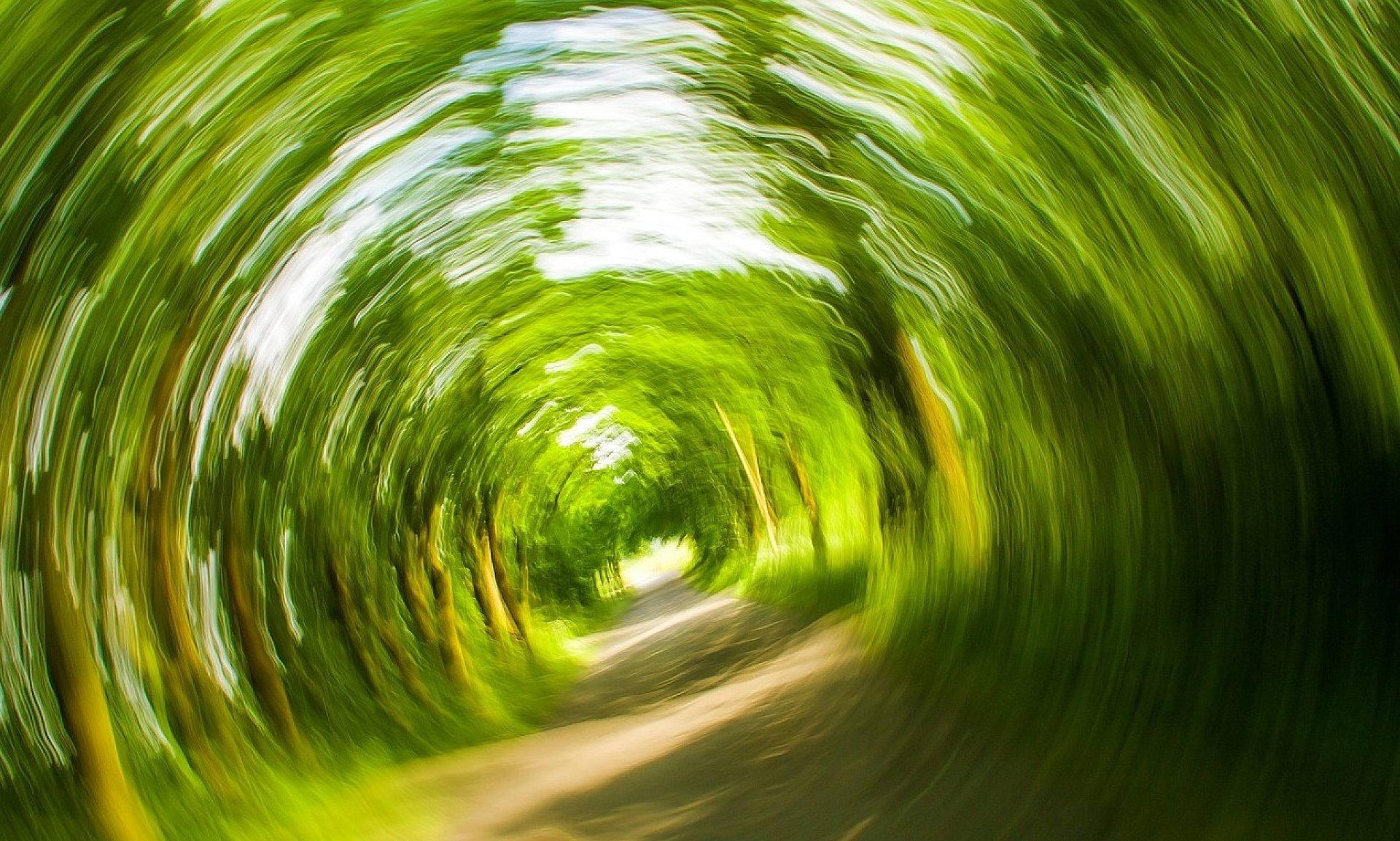 Trees 358418 1280 Trees 358418 1280