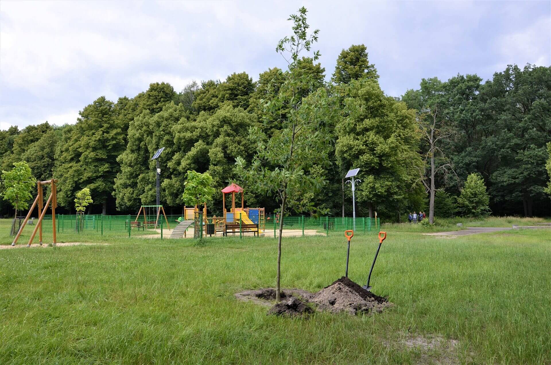 Dąb w Parku Leśnym jpg Dąb w Parku Leśnym jpg