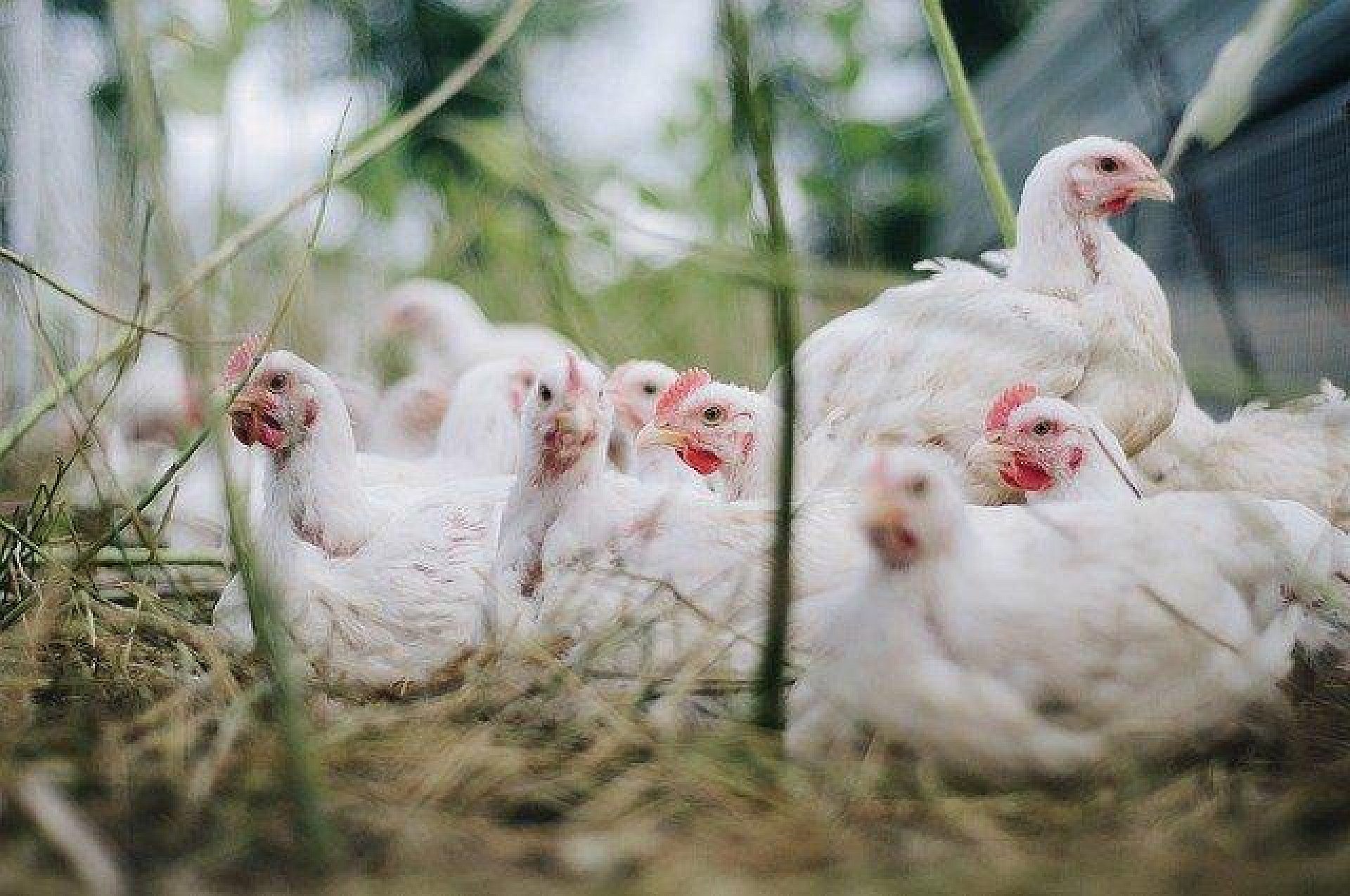 Chicken 4474176 640 Chicken 4474176 640