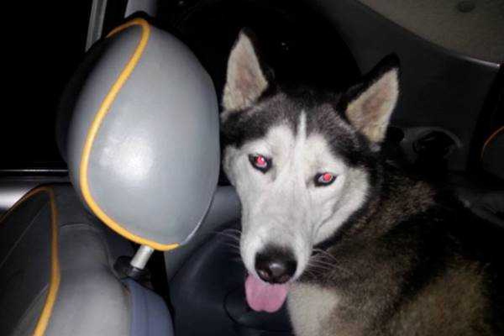 Husky Husky