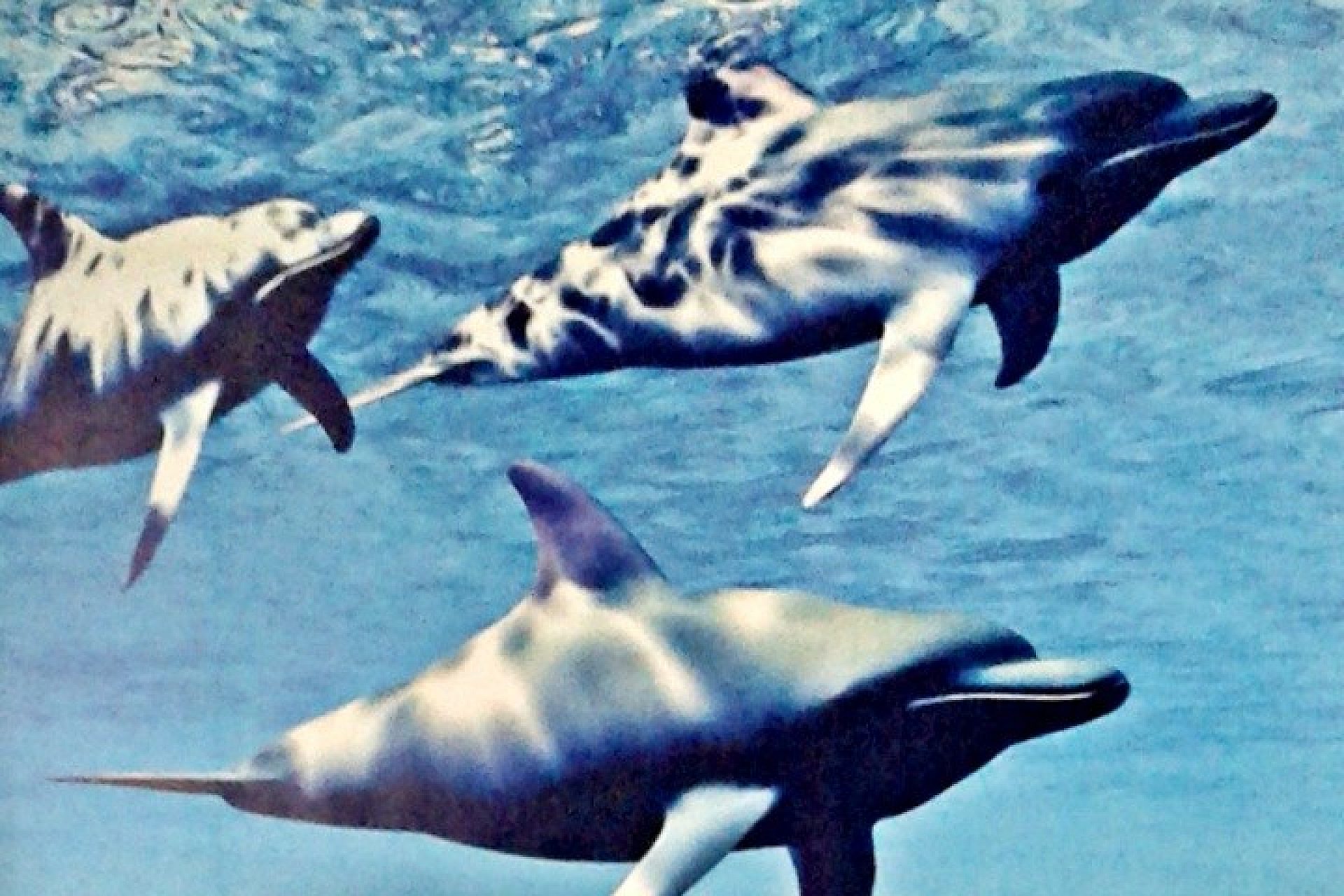 Delfin Delfin