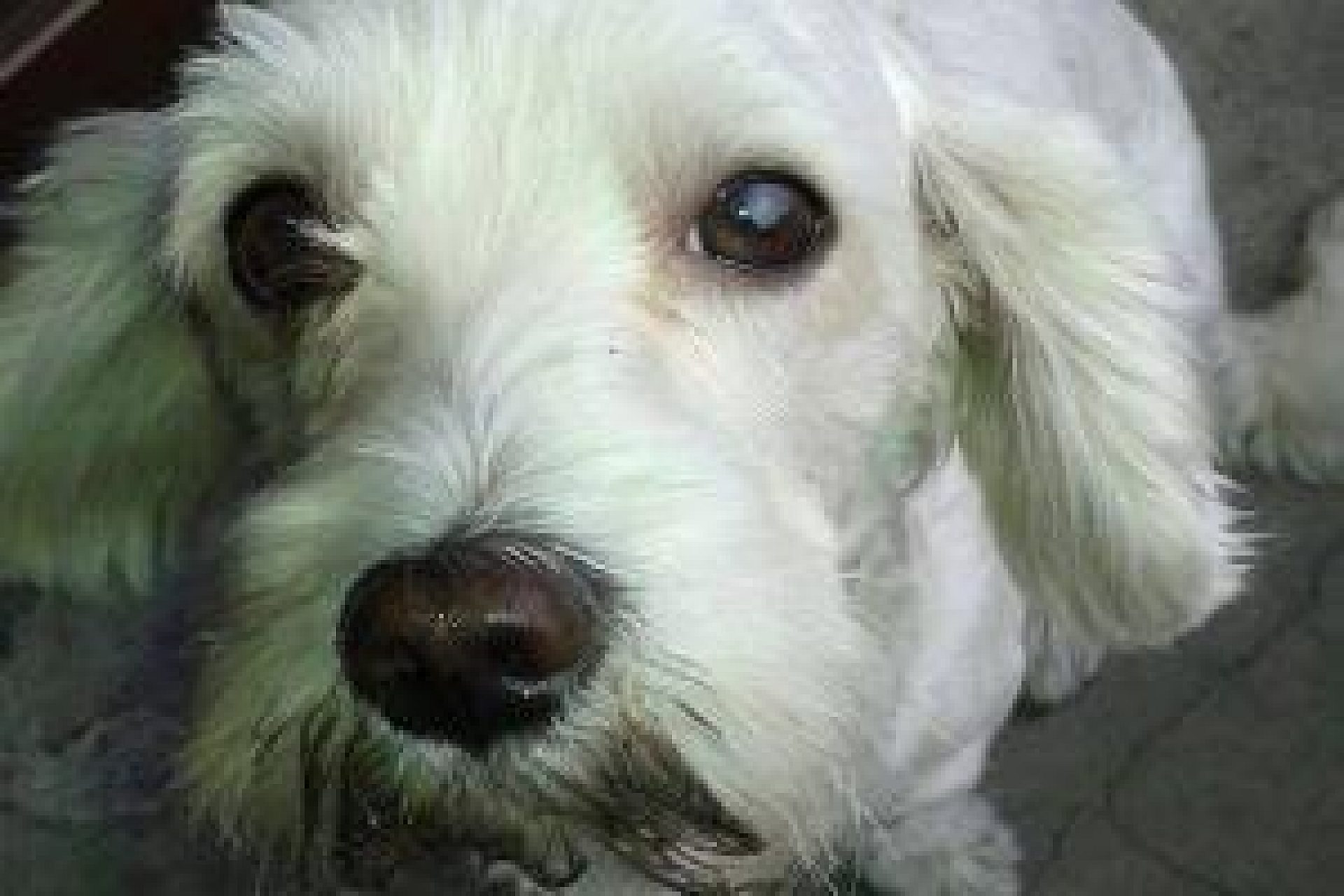 Piesek crop Piesek crop