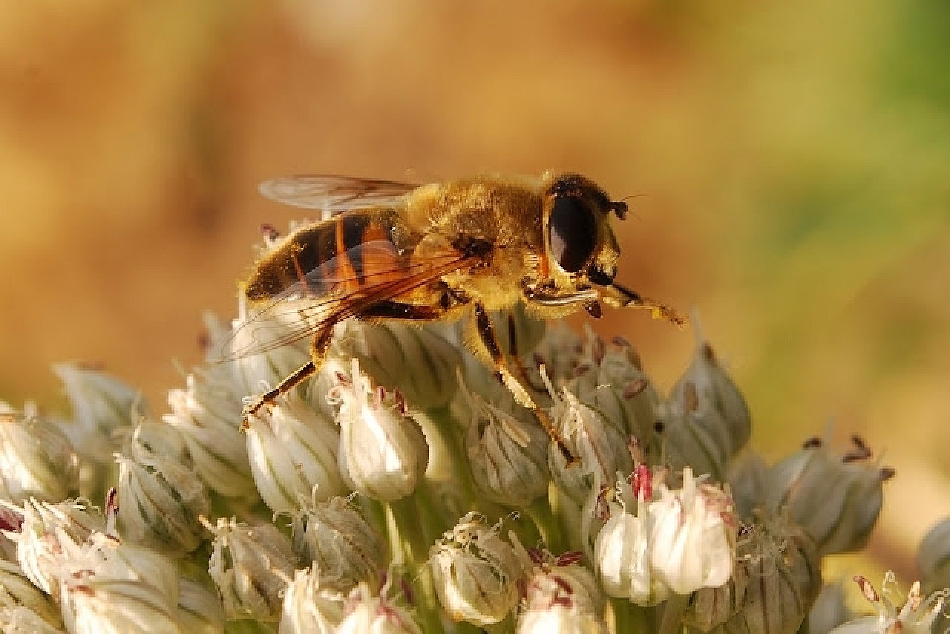 052aa3c8a0c1f07c991339f3bfe86365 052aa3c8a0c1f07c991339f3bfe86365