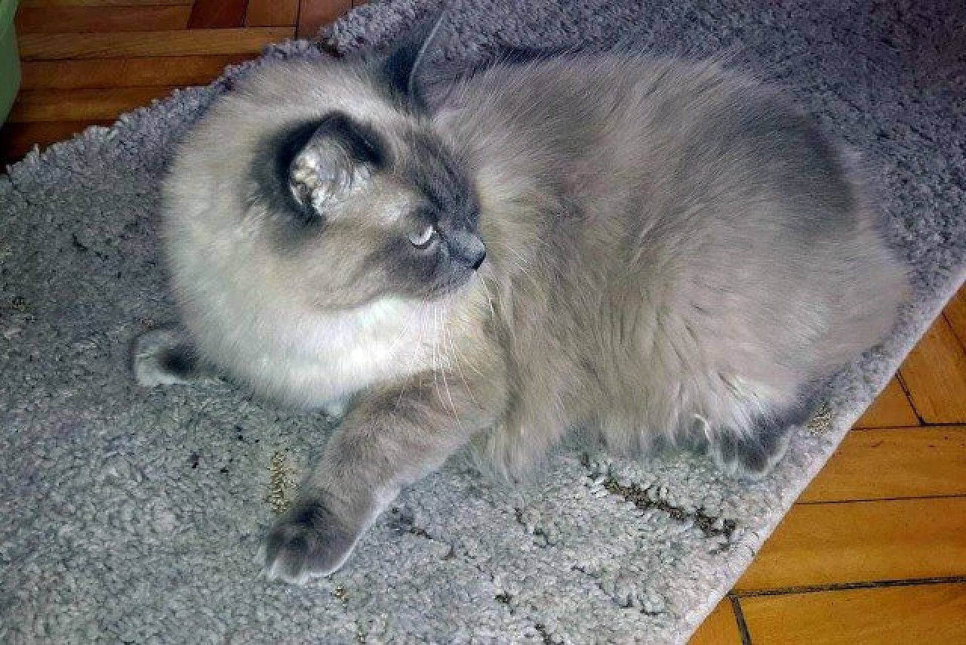 Ragdoll1 Ragdoll1