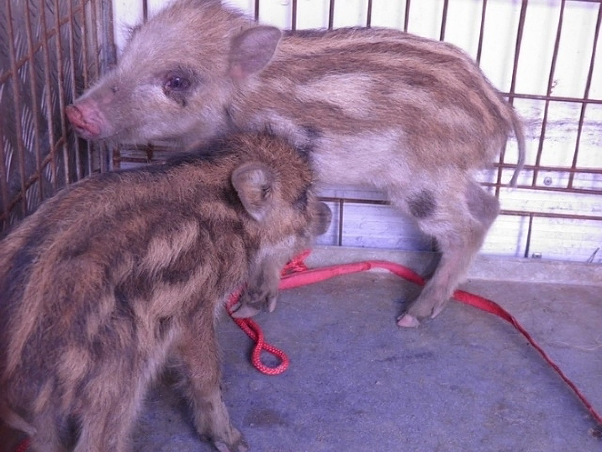 8d8231502d4322e4d2f461329d5aed3e 8d8231502d4322e4d2f461329d5aed3e