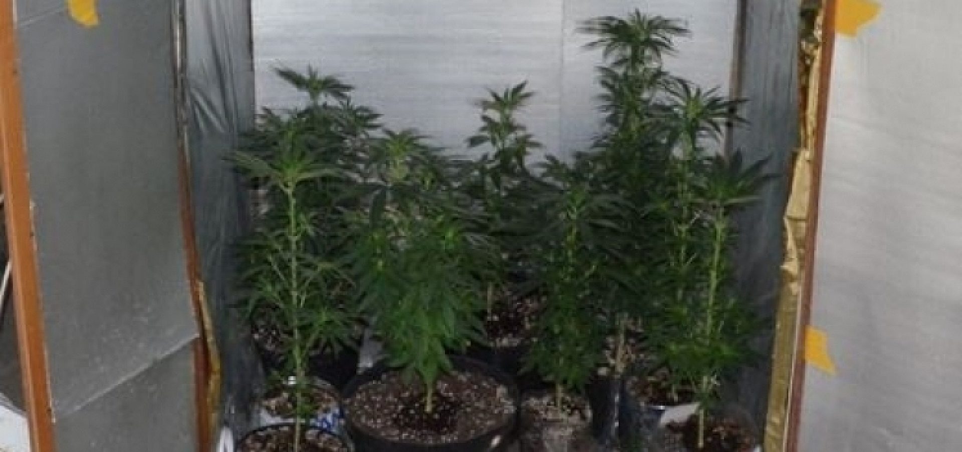 Marihuana szobiszowice Marihuana szobiszowice