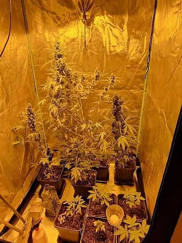 Zabezpieczone przez policjantów środki odurzające Zabezpieczone przez policjantów środki odurzające