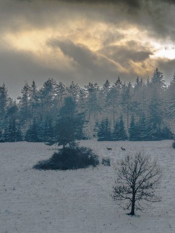 Zima w Beskidzie Niskim foto Natalia Pacana Roman Zima w Beskidzie Niskim foto Natalia Pacana Roman