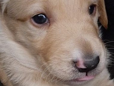 Jak ich nie kochać? Adoptuj zwierzaka z gliwickiego schroniska. Zrzut ekranu 2012 03 17 o 14 09 58