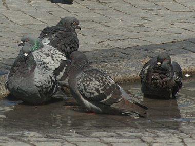 Latające szczury. Problem gołębi w Gliwicach Zrzut ekranu 2012 05 14 o 12 42 13