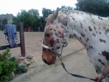 Gliwiczanie pokazali jak wielkie mają serce! 8c36b6b6d4eac8bb8839812d08c9c39c