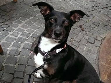 Zaginął Rex. Ostatnio widziano go w okolicach ul. Kozielskiej Rex