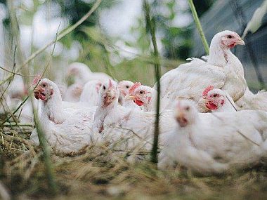 Chicken 4474176 640