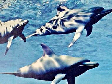 Delfin Delfin