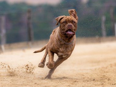 Dog 4238167 1280 Dog 4238167 1280