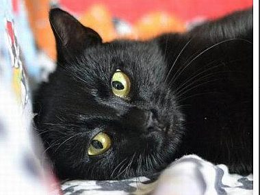 Kotka Yoko szuka nowego domu Gliwice schronisko kot szuka wlasciciela
