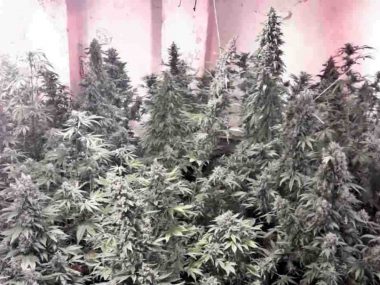 Marihuana zabrze Marihuana zabrze