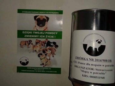 Mopsiki okradzione z datków. Pomóż znaleźć złodzieja Mopsiki crop