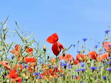 Poppies 3441348 1280 Poppies 3441348 1280