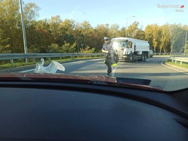Łabędź na DTŚ
