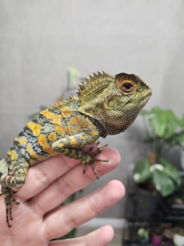 Gonocephalus chamaeleontinus Gonocephalus chamaeleontinus