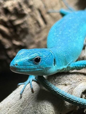 Gastropholis prasina blue Gastropholis prasina blue