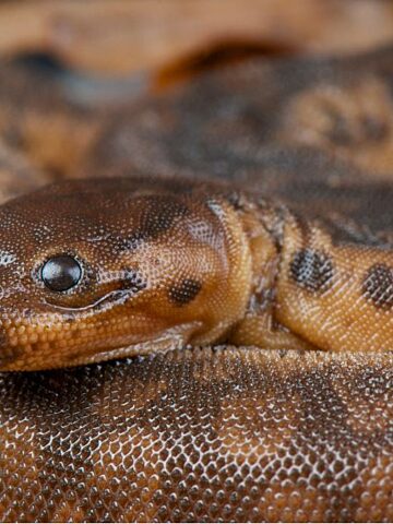 Elephant trunk snake Elephant trunk snake