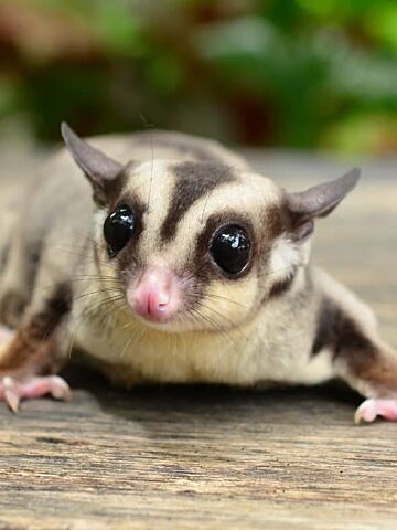 Lotoplanka karlowata Lotoplanka karlowata