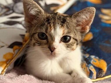 Walentynkowe akcje w zabrzańskim schronisku dla zwierząt Walentynki w schronisku Psitulmnie w Zabrzu