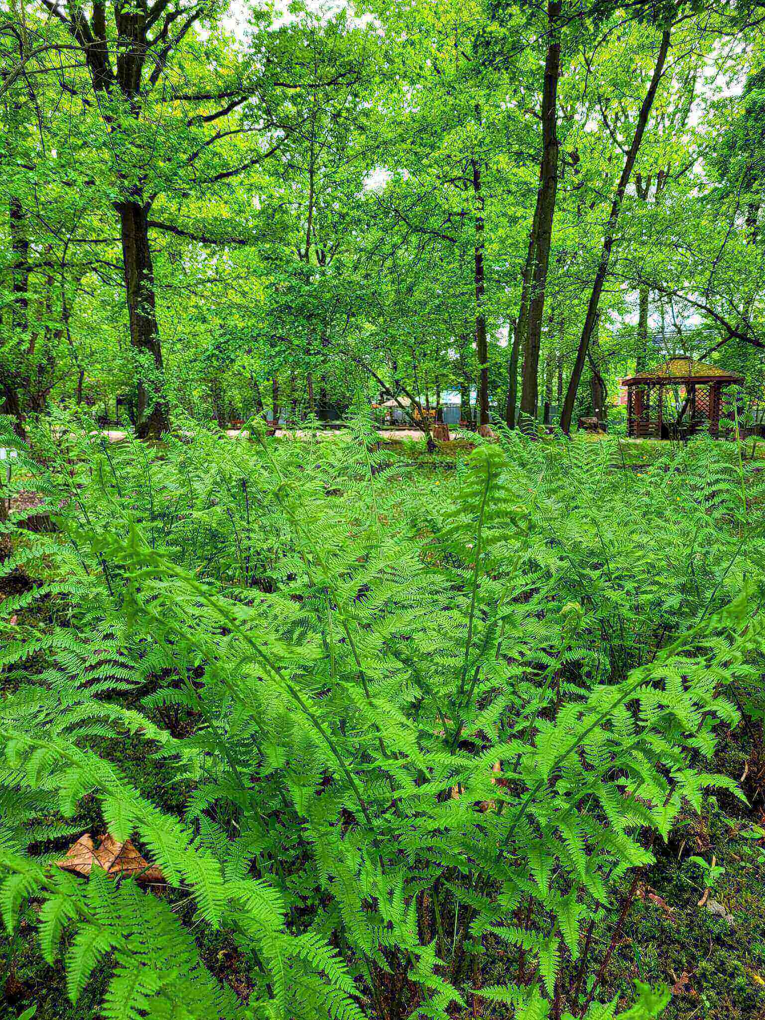 Miejski Ogród Botaniczny w Zabrzu