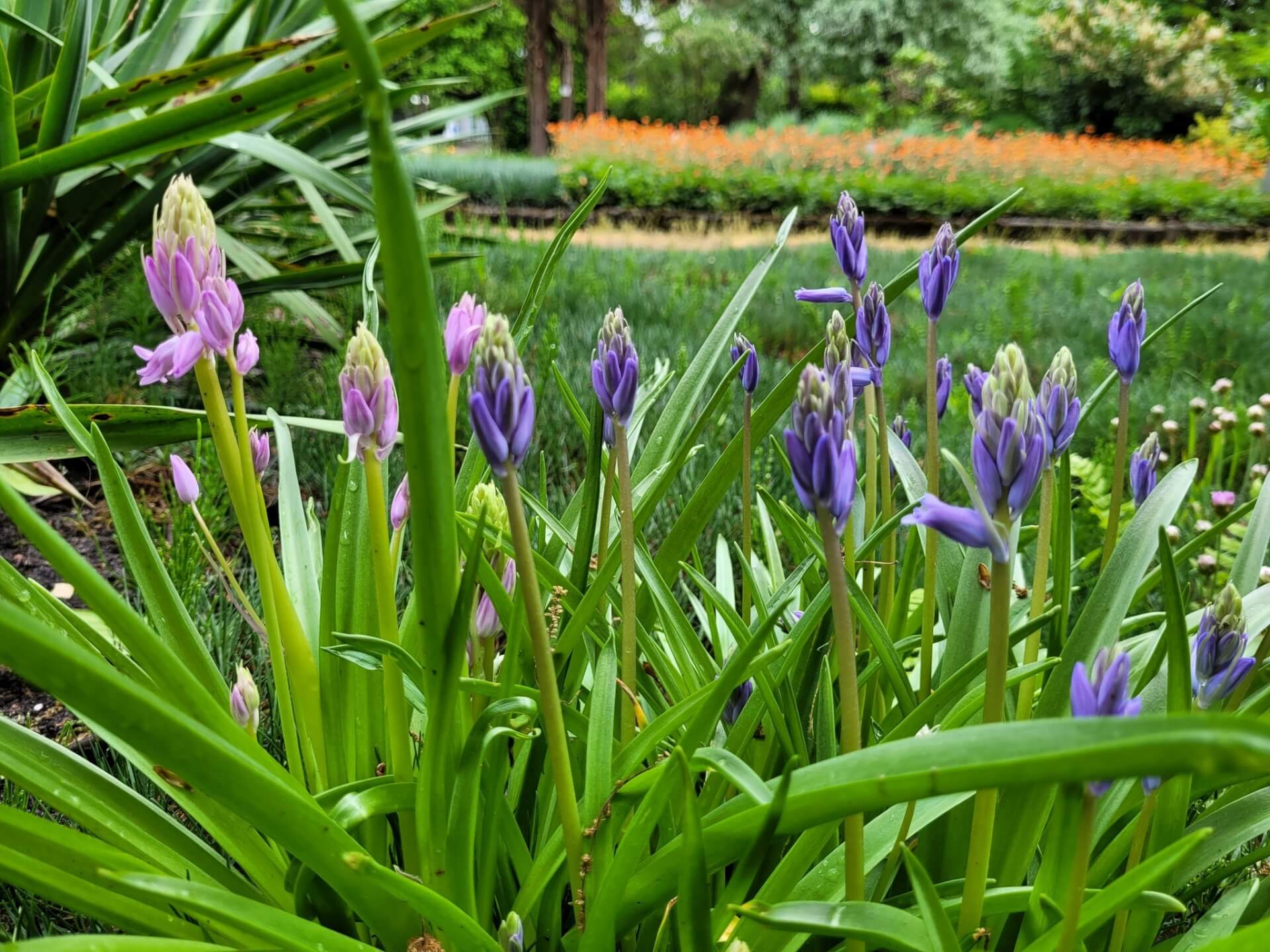 Miejski Ogród Botaniczny w Zabrzu