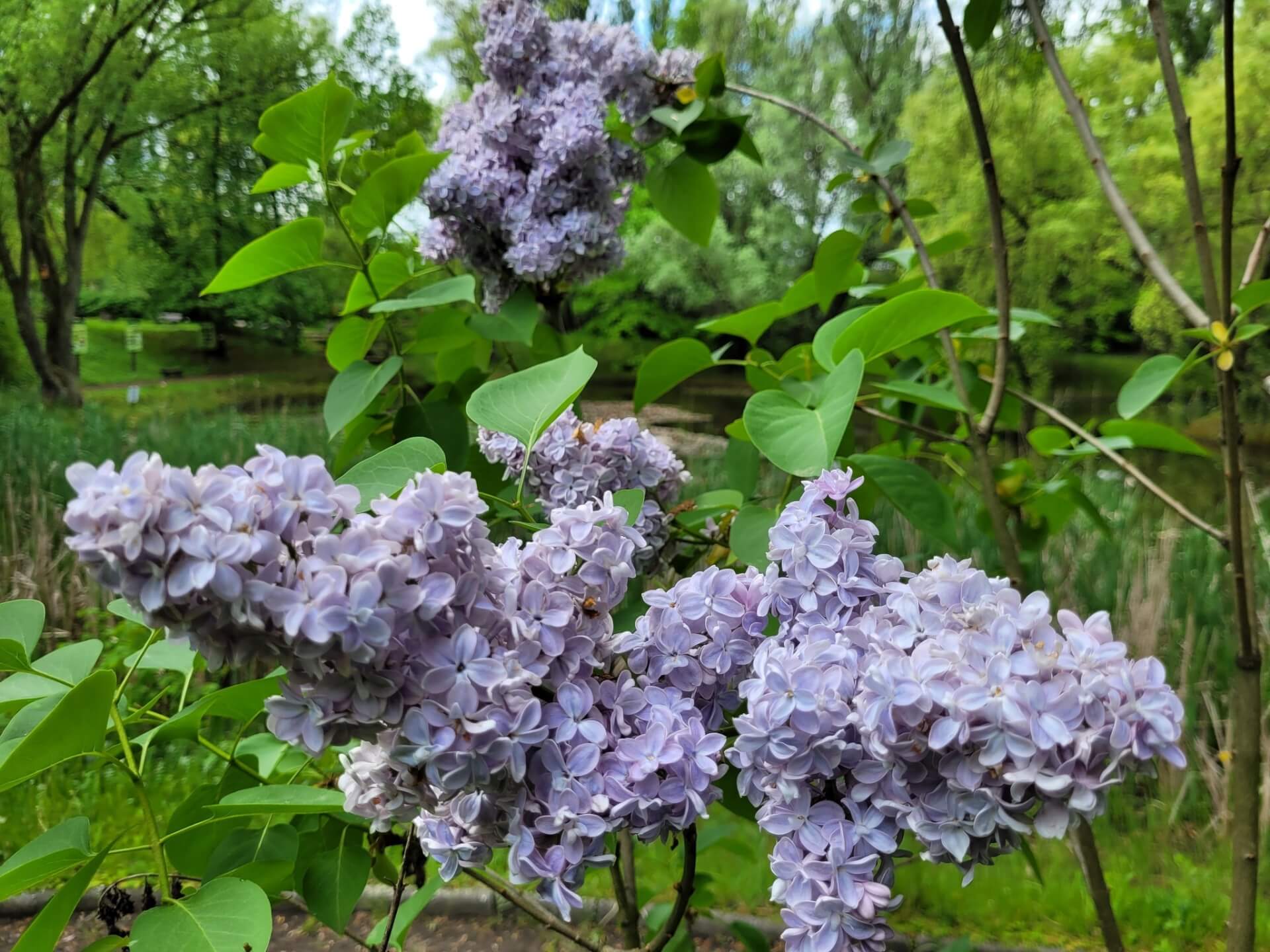 Miejski Ogród Botaniczny w Zabrzu