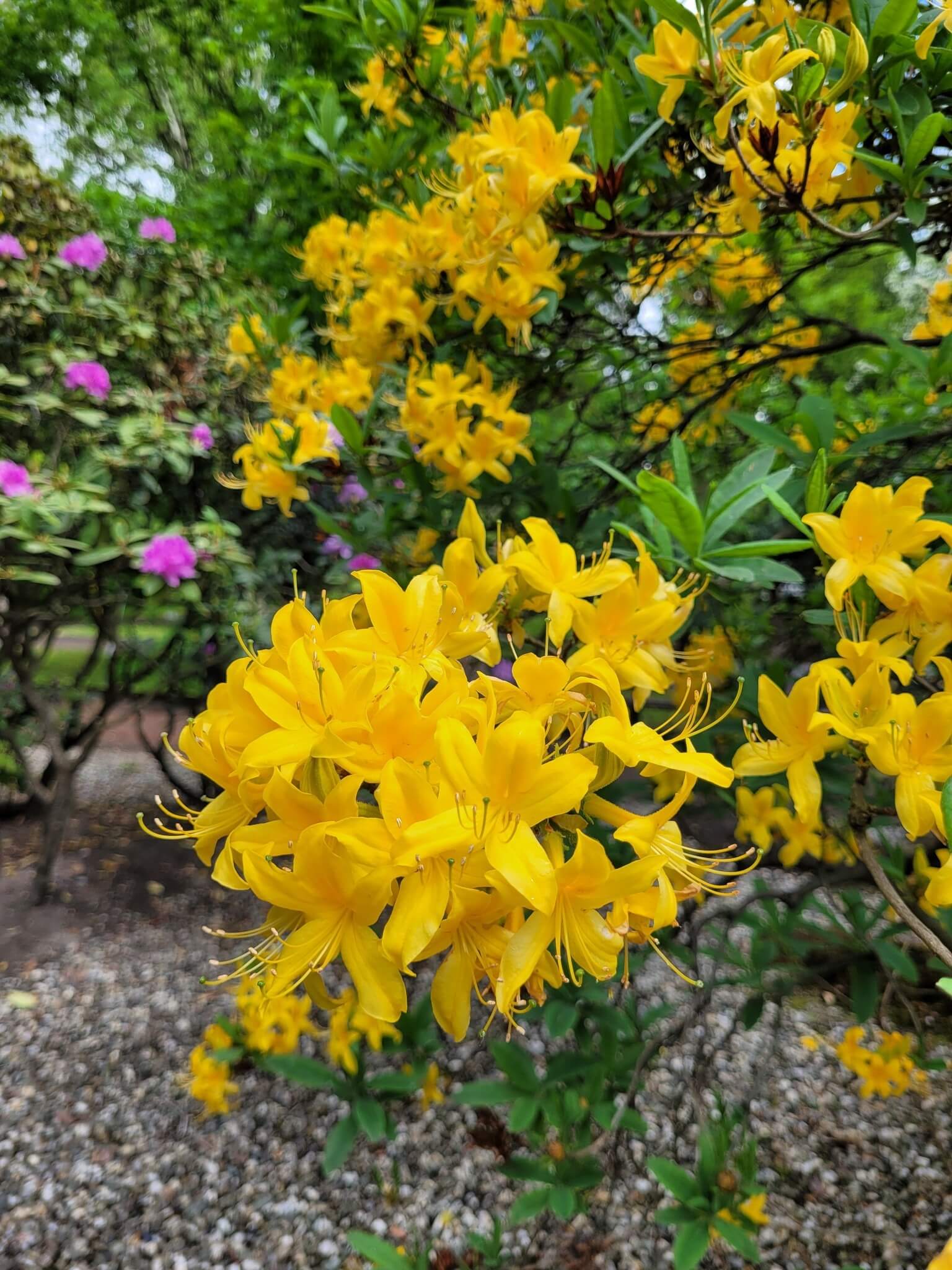 Miejski Ogród Botaniczny w Zabrzu