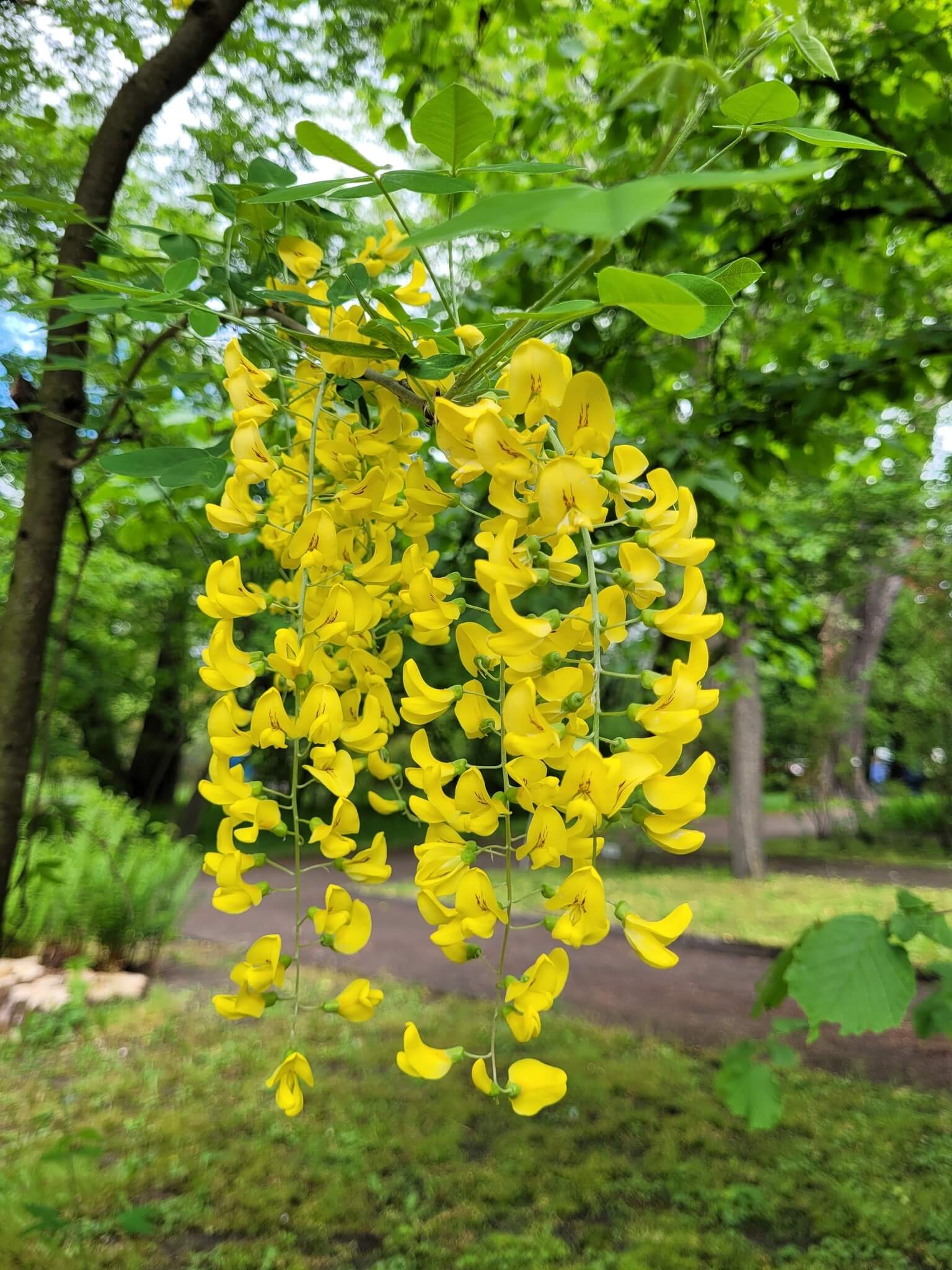 Miejski Ogród Botaniczny w Zabrzu