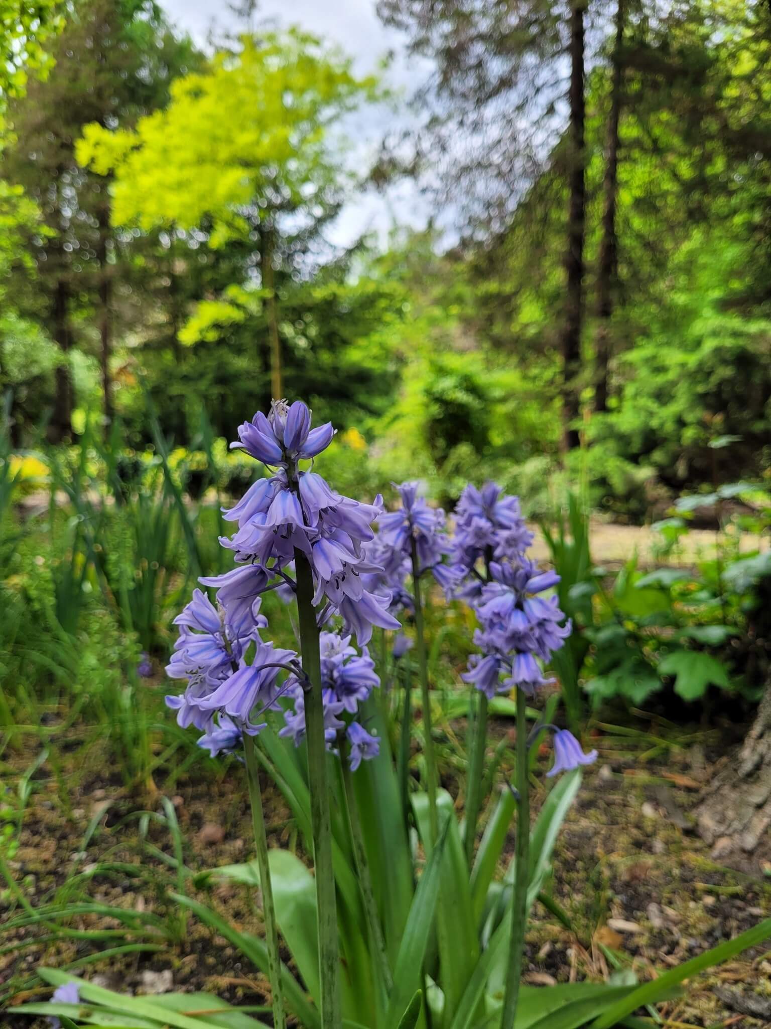 Miejski Ogród Botaniczny w Zabrzu