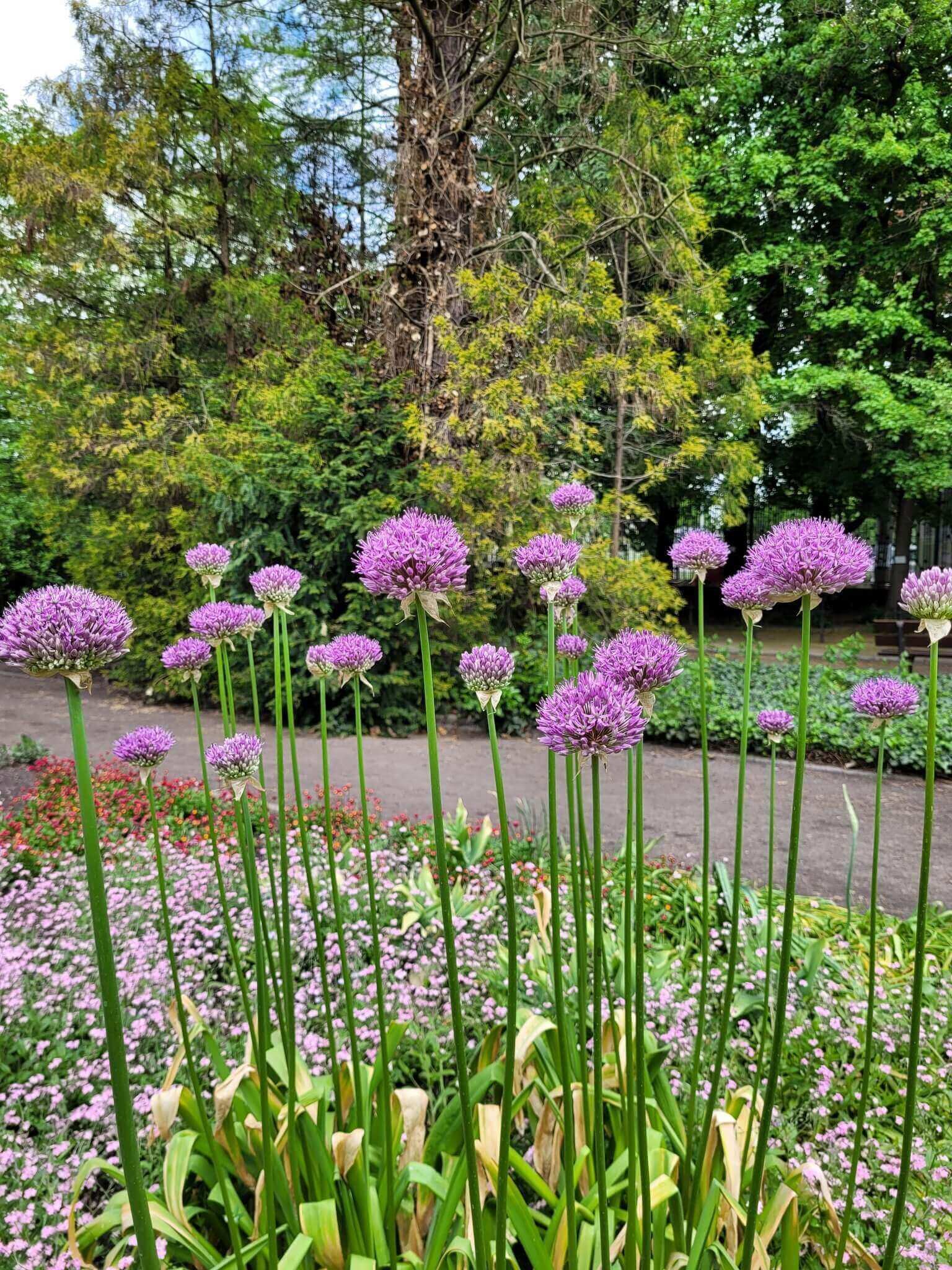 Miejski Ogród Botaniczny w Zabrzu
