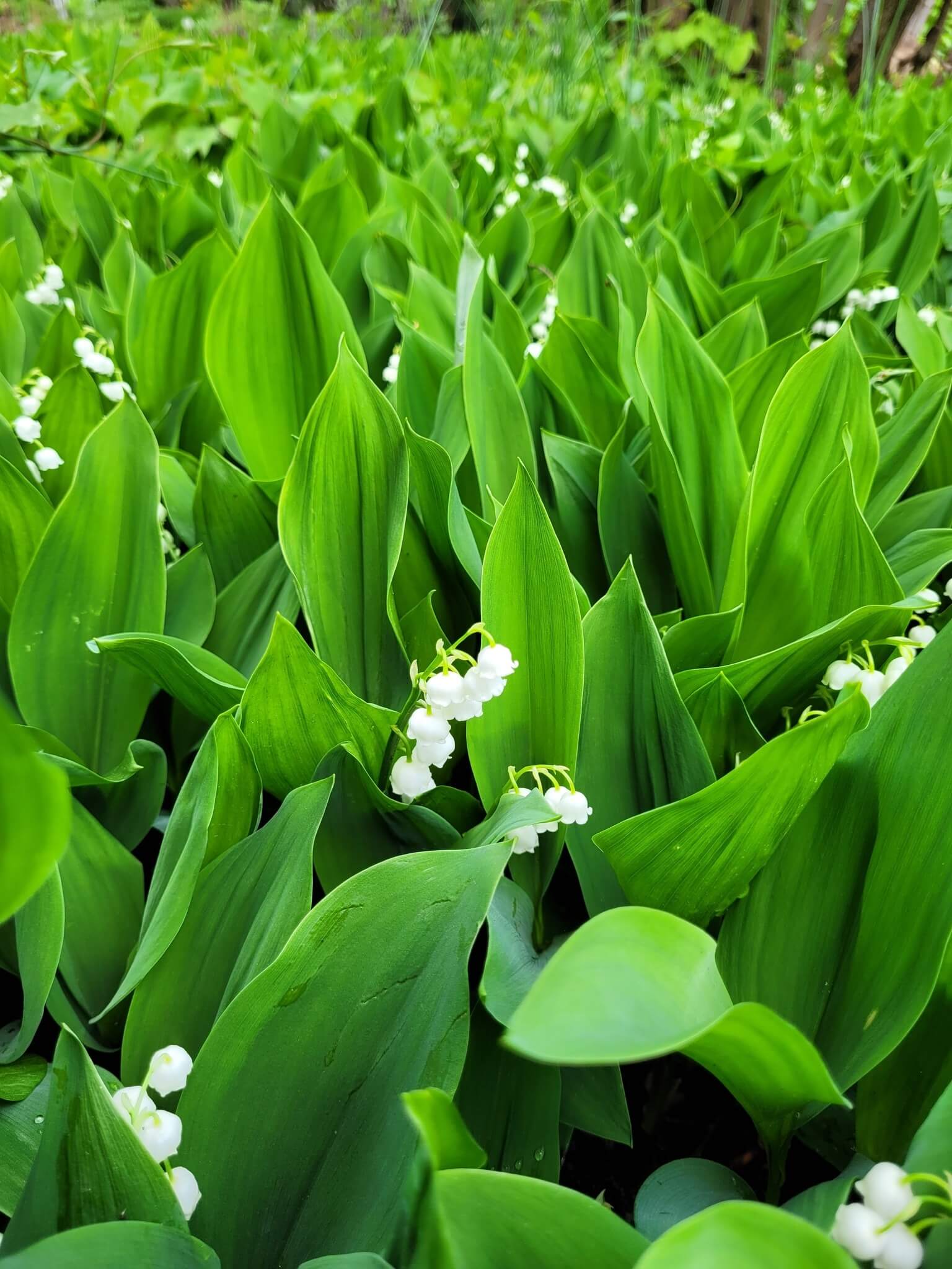 Miejski Ogród Botaniczny w Zabrzu