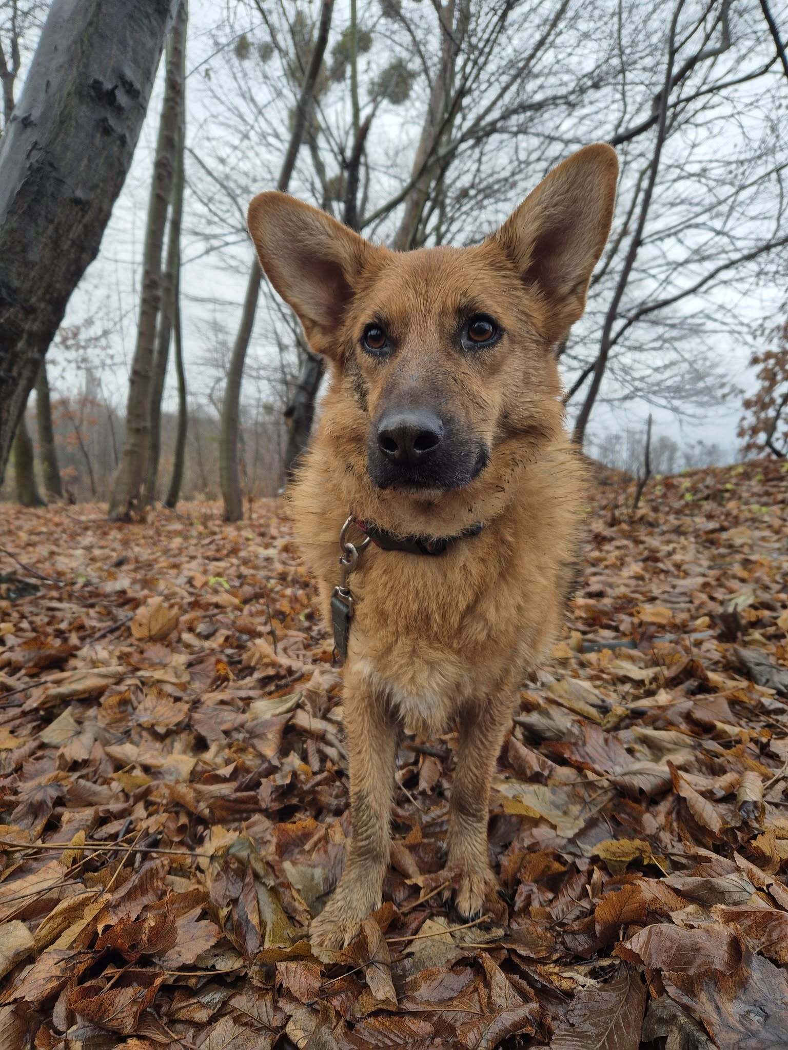 Podopieczni schroniska Psitul mnie w Zabrzu