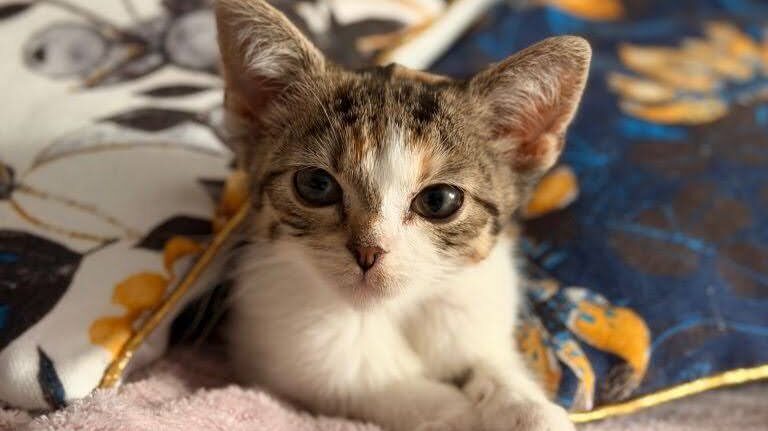 Walentynki w schronisku Psitulmnie w Zabrzu