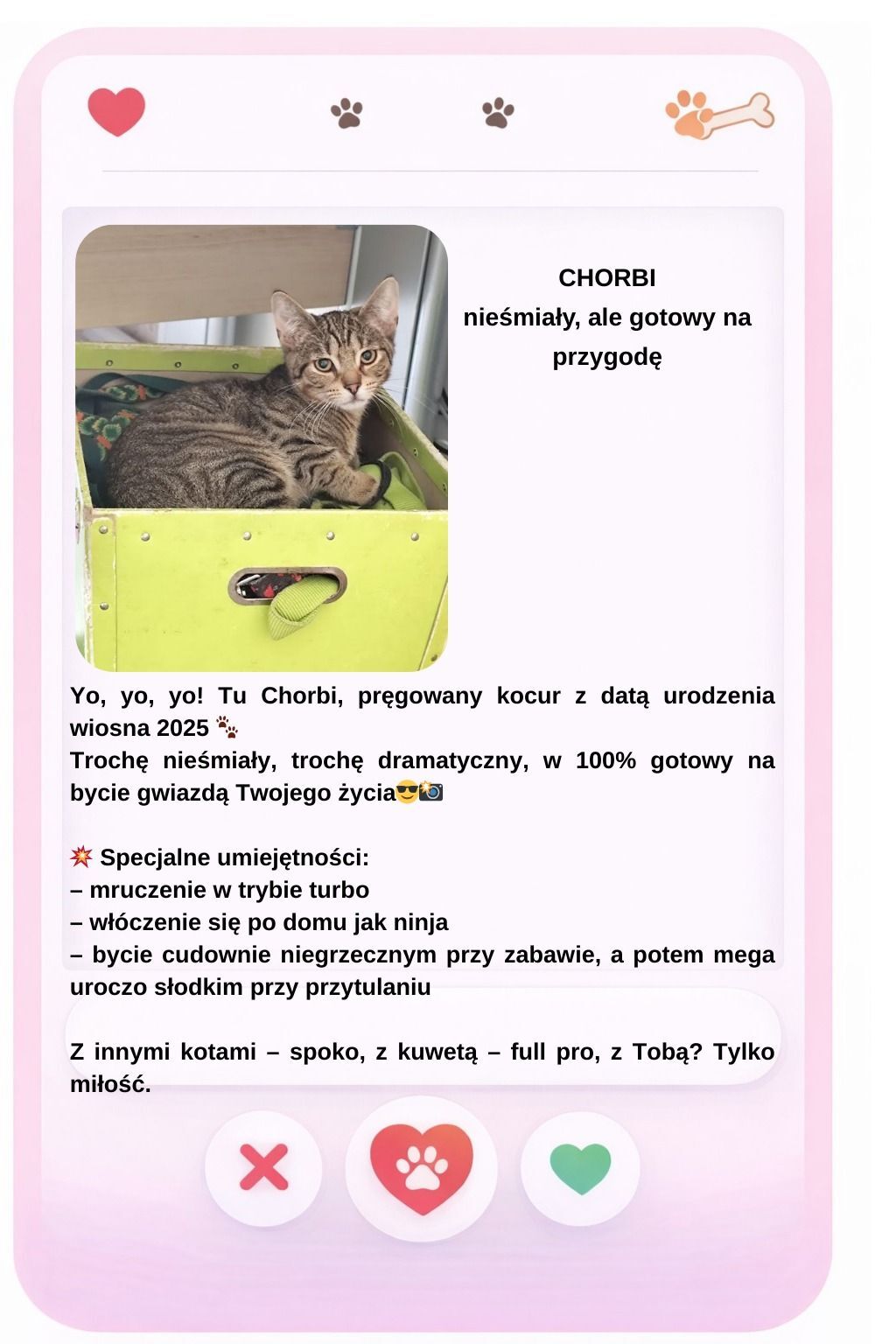 Walentynki w schronisku Psitulmnie w Zabrzu