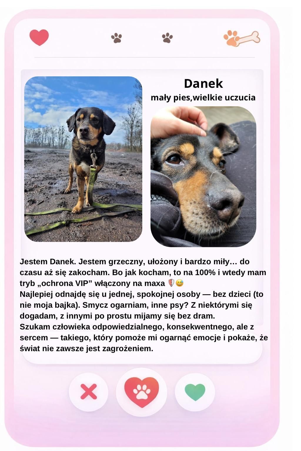 Walentynki w schronisku Psitulmnie w Zabrzu