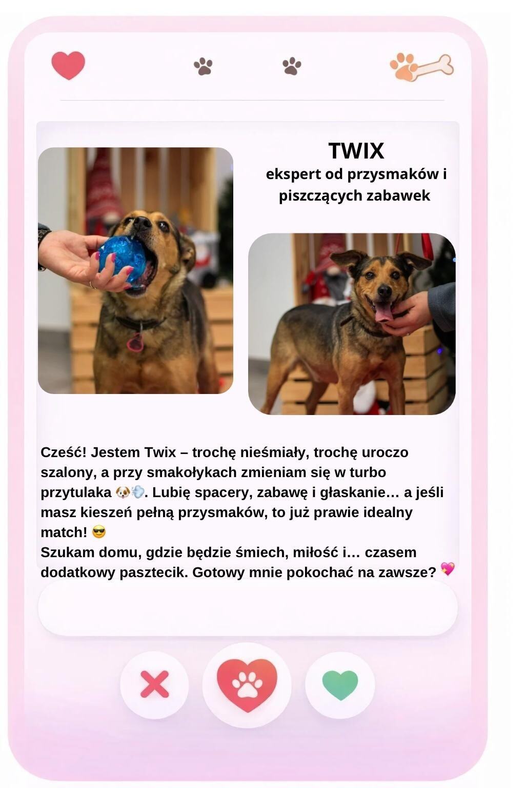 Walentynki w schronisku Psitulmnie w Zabrzu