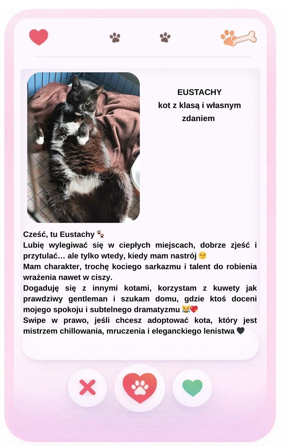 Walentynki w schronisku Psitulmnie w Zabrzu